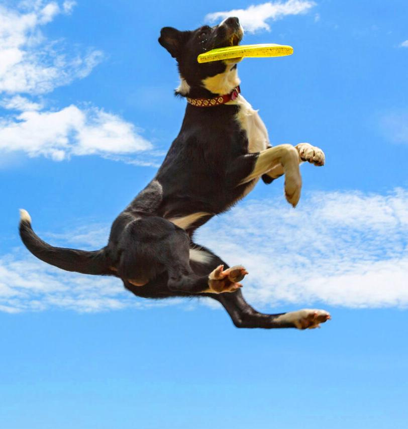 Acrobatic dogs